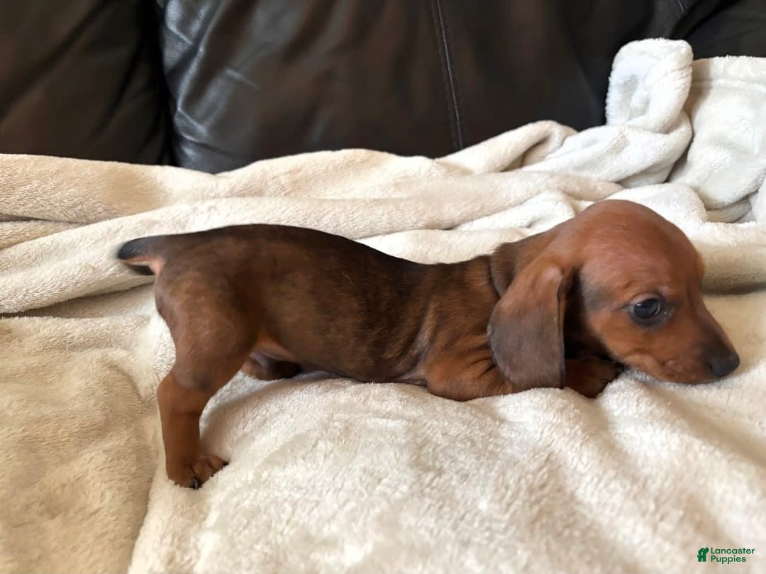 Miniature Dachshund dogs for sale: Miniature Dachshund 3 puppies - Image 2
