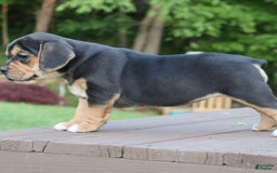 Beabull dogs for sale: Hope - Image 3