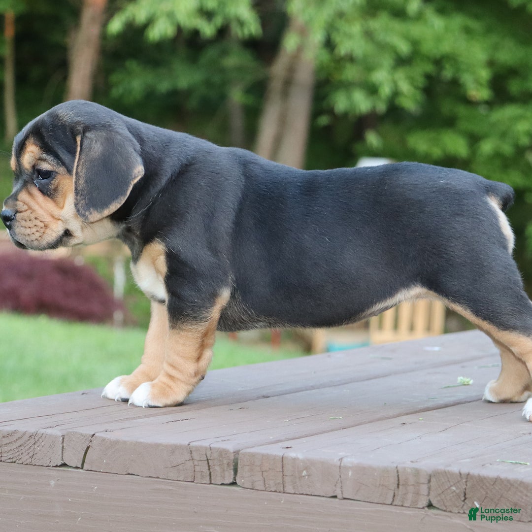 Beabull dogs for sale: Hope - Image 3