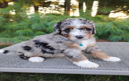 Bernedoodle dogs for sale: Tucker - Image 3