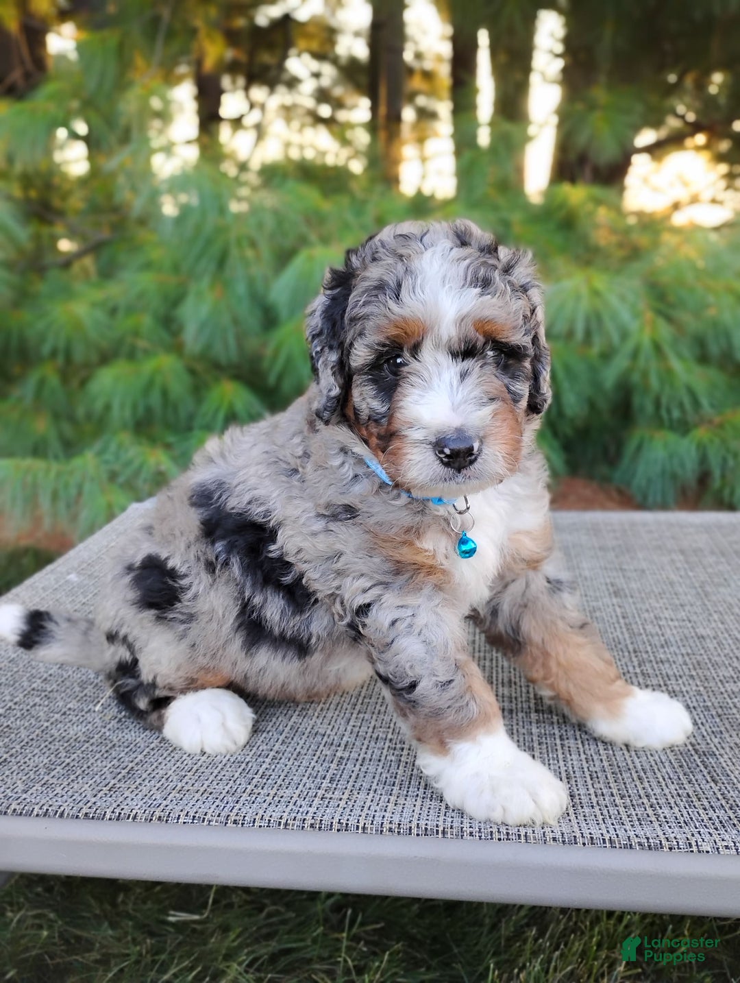 Bernedoodle dogs for sale: Tucker - Image 3