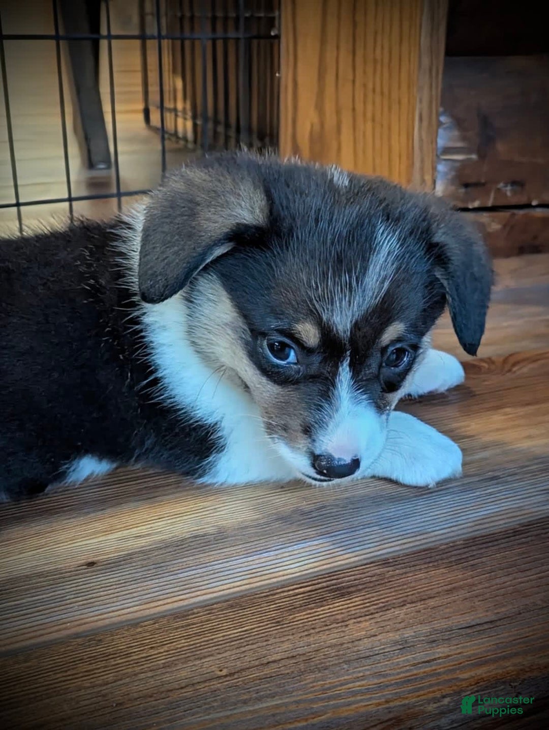 Welsh Corgi Pembroke dogs for sale: Jimmy - Image 10