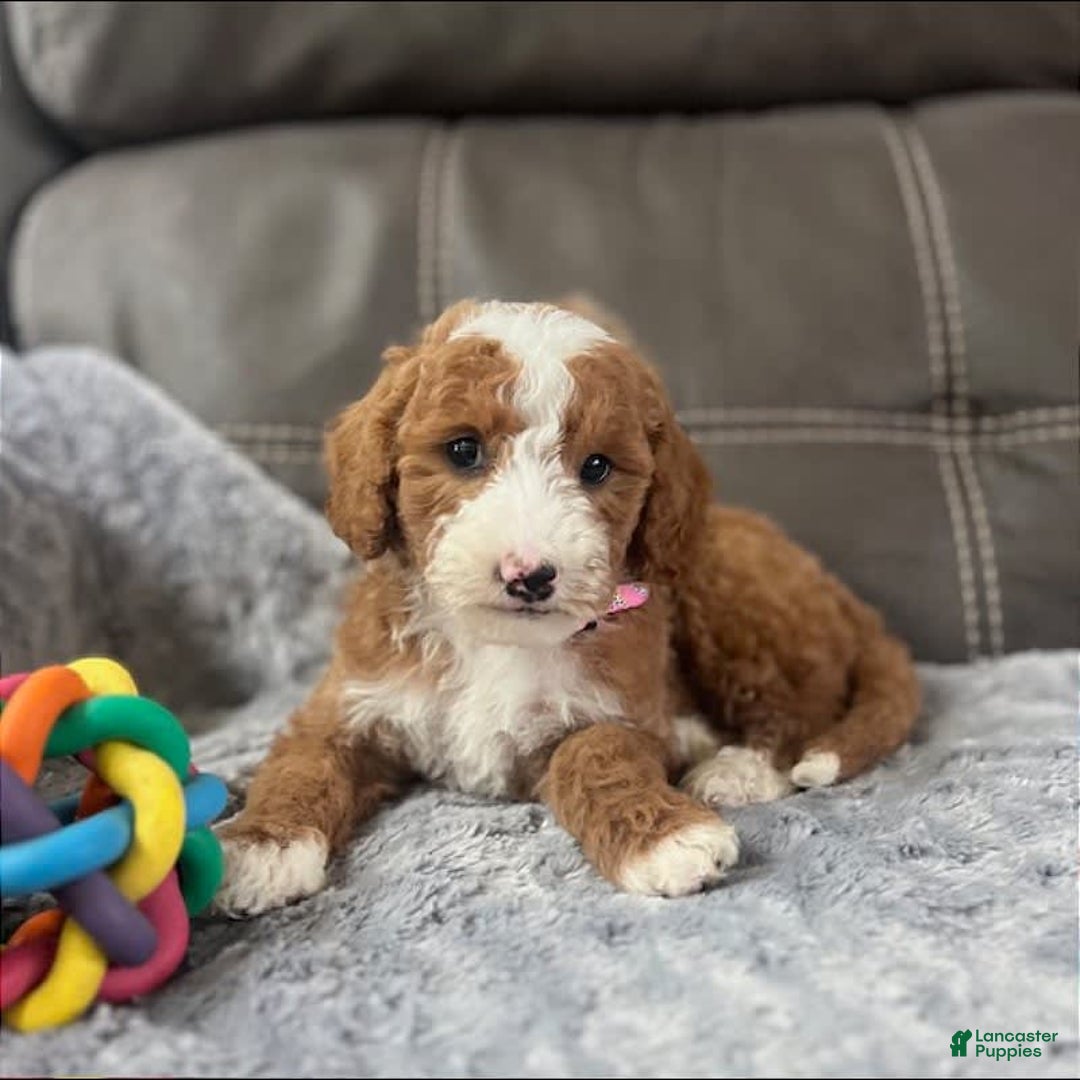 Mini Goldendoodle dogs for sale: Melanie Mini F1b - Image 7