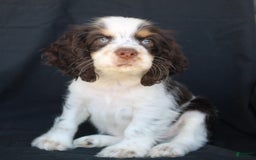 Cocker Spaniel dogs for sale: Chip - Image 2
