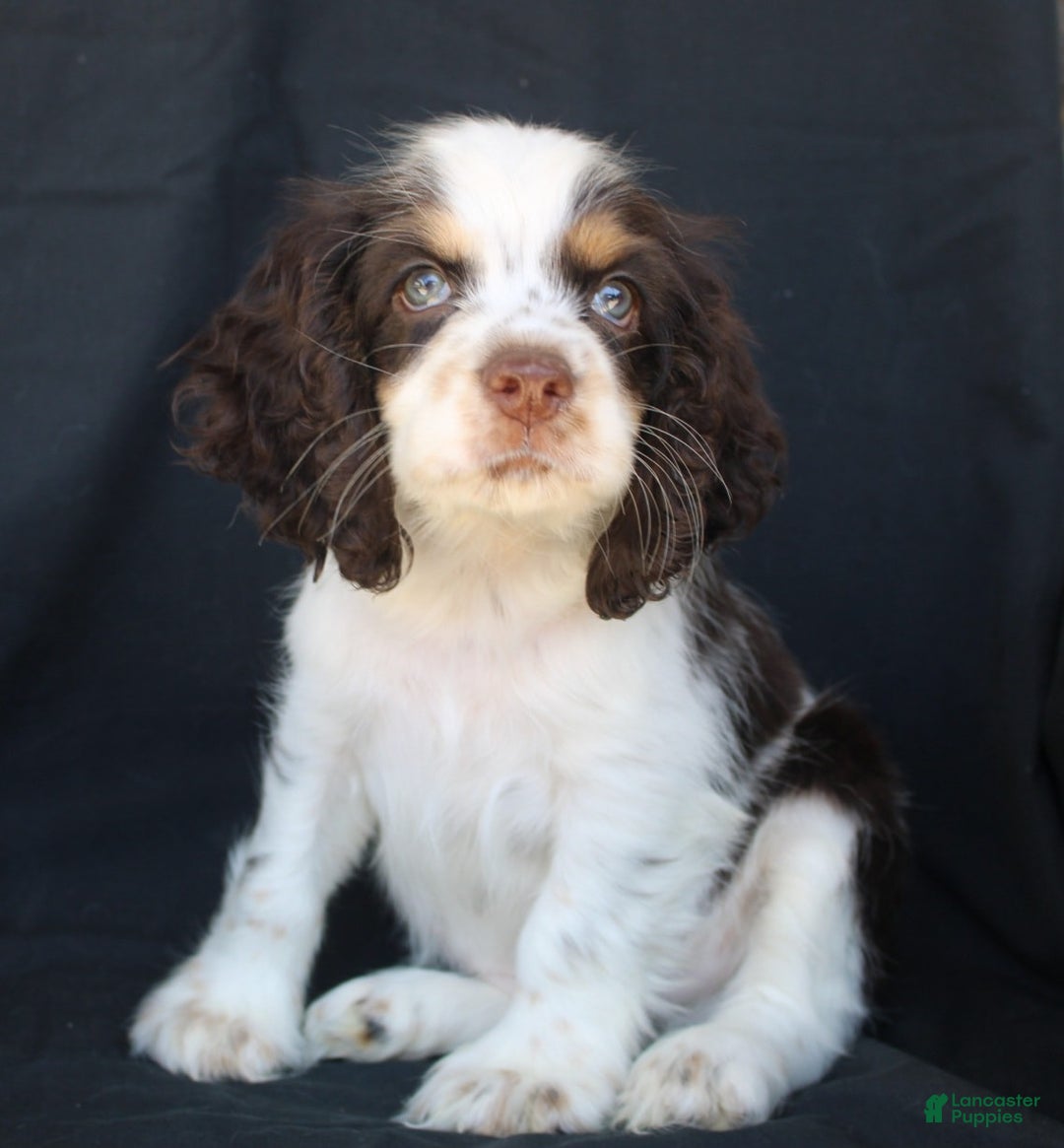 Cocker Spaniel dogs for sale: Chip - Image 2