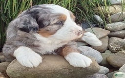 Mini Bernedoodle dogs for sale: Mia - Image 9