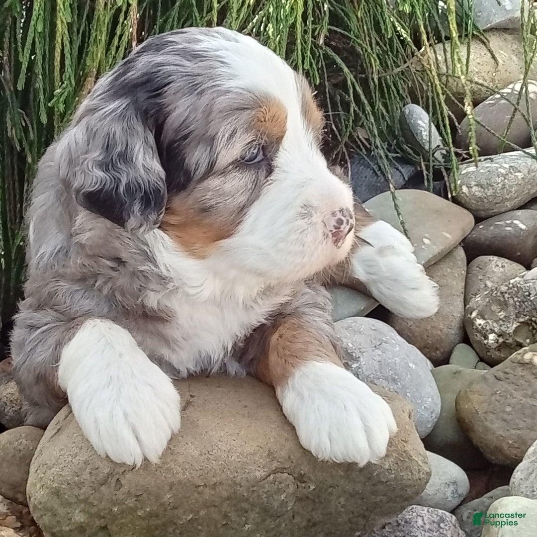 Mini Bernedoodle dogs for sale: Mia - Image 9