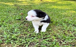 Australian Shepherd dogs for sale: Lilly - Image 5