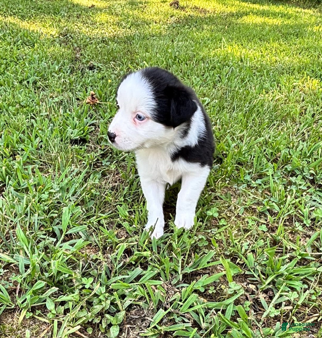 Australian Shepherd dogs for sale: Lilly - Image 5