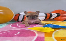 French Bulldog dogs for sale: French Bulldog 5 puppies - Image 13