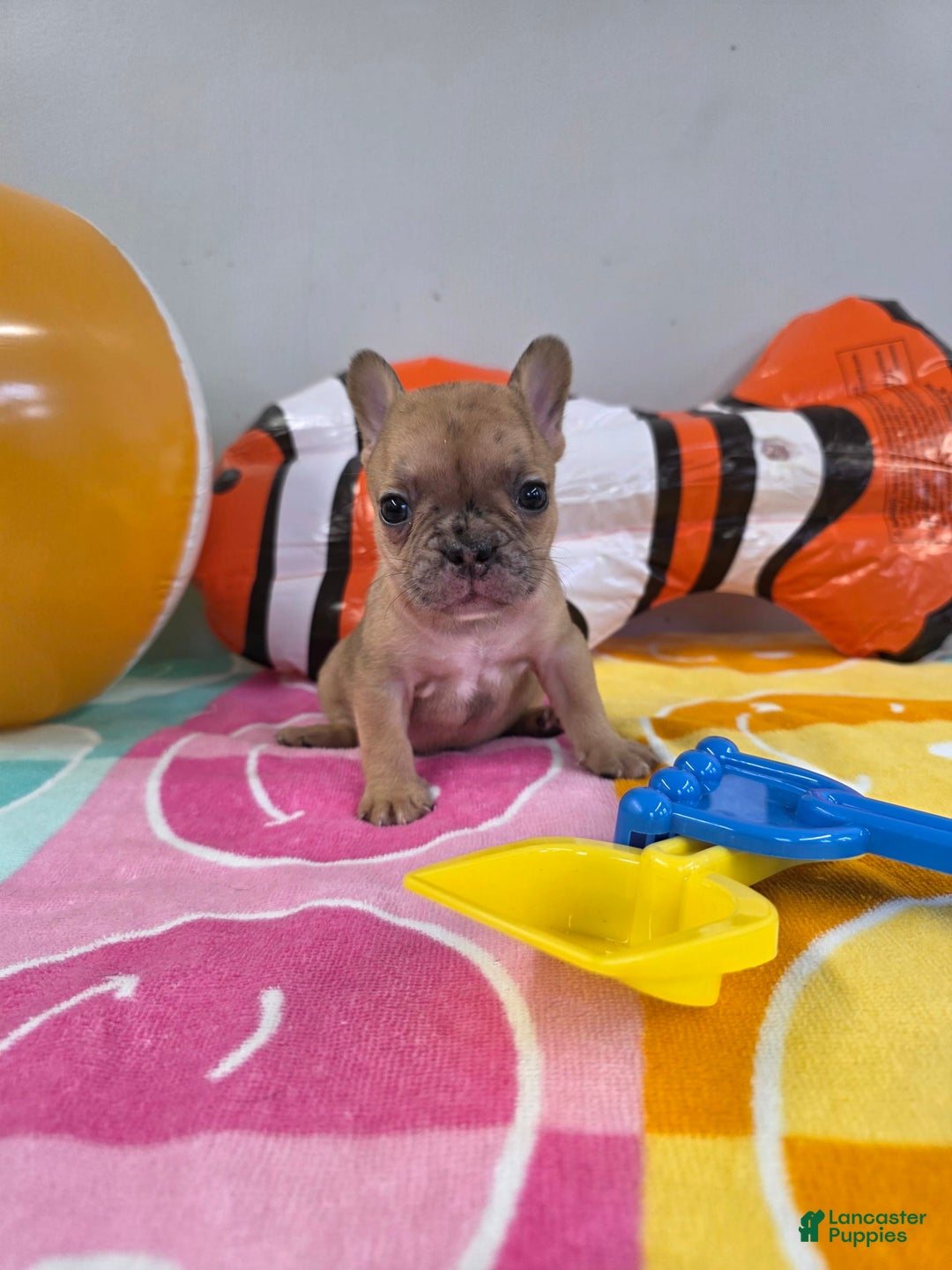 French Bulldog dogs for sale: French Bulldog 5 puppies - Image 13