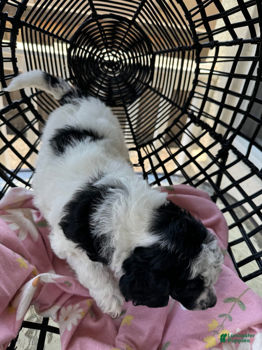 Miniature Poodle dogs for sale: Thor - Image 8