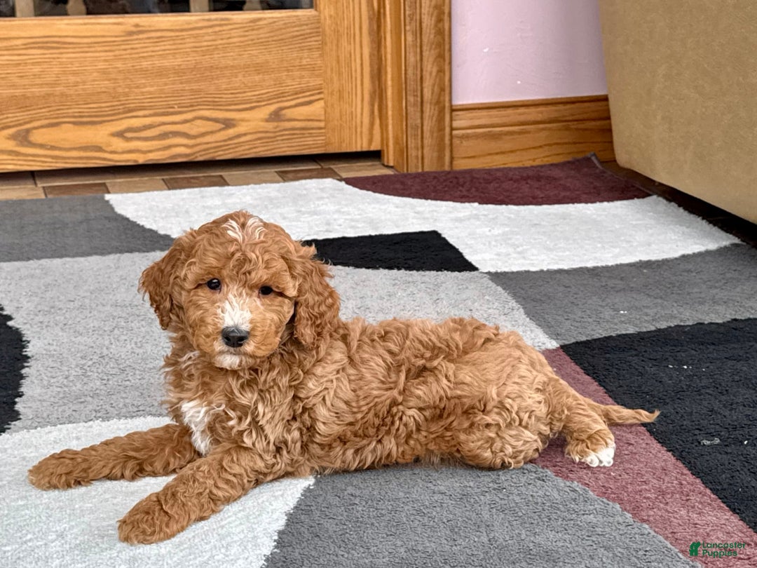 Cockapoo dogs for sale: Tim - Image 7