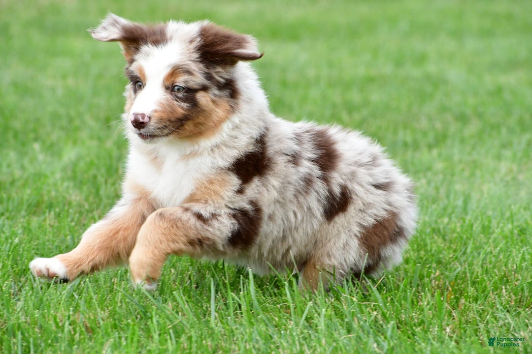 Australian Shepherd dogs for sale: Dexter - Image 11