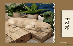 Golden Retriever dogs for sale: Prairie - Image 2