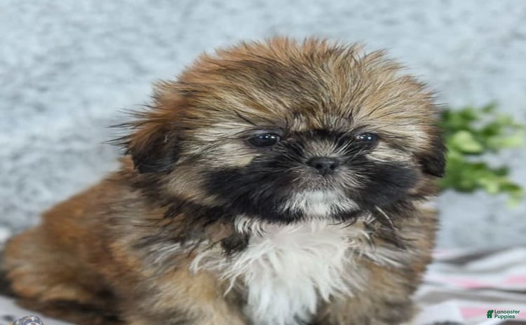 Shih Tzu dogs for sale - Ad 1