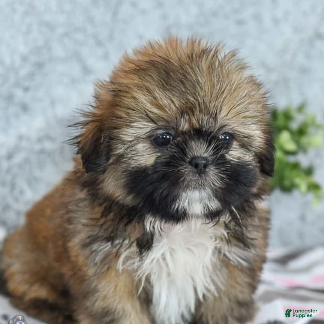 Shih Tzu dogs for sale: Melissa - Image 1