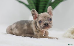 French Bulldog dogs for sale: Hank - Image 1