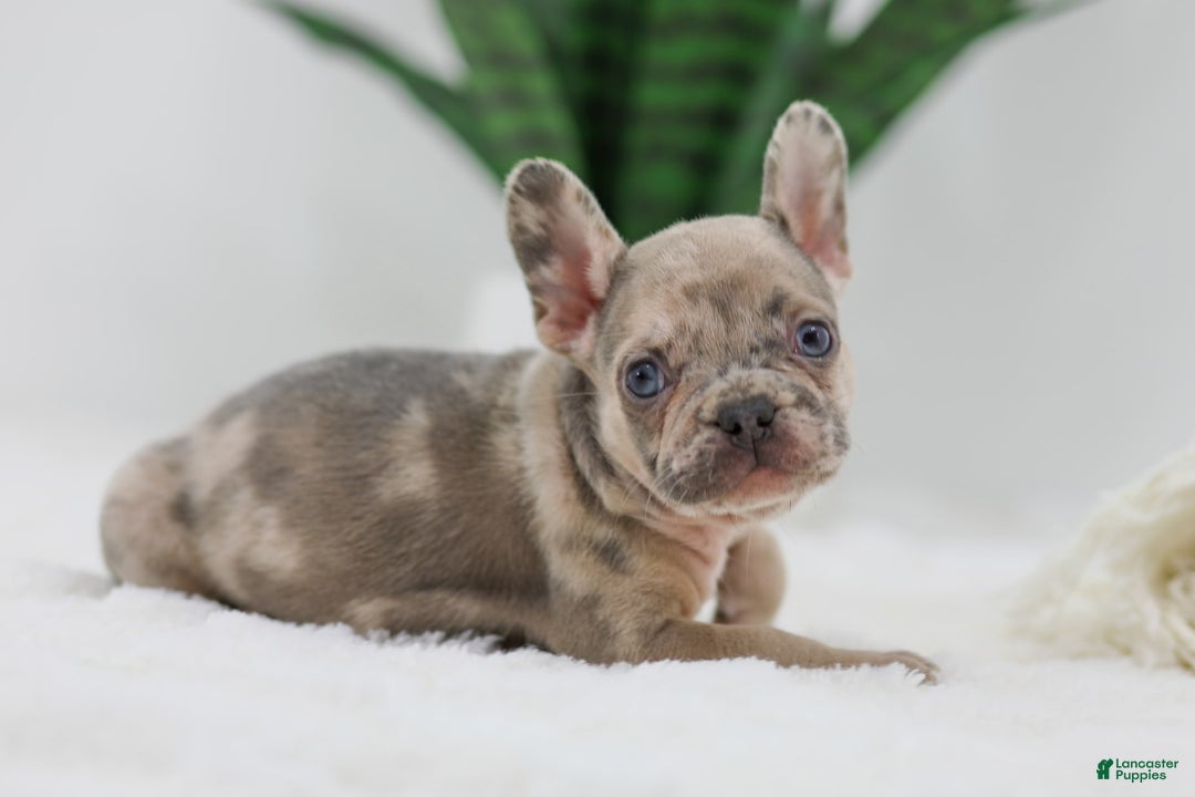French Bulldog dogs for sale: Hank - Image 1