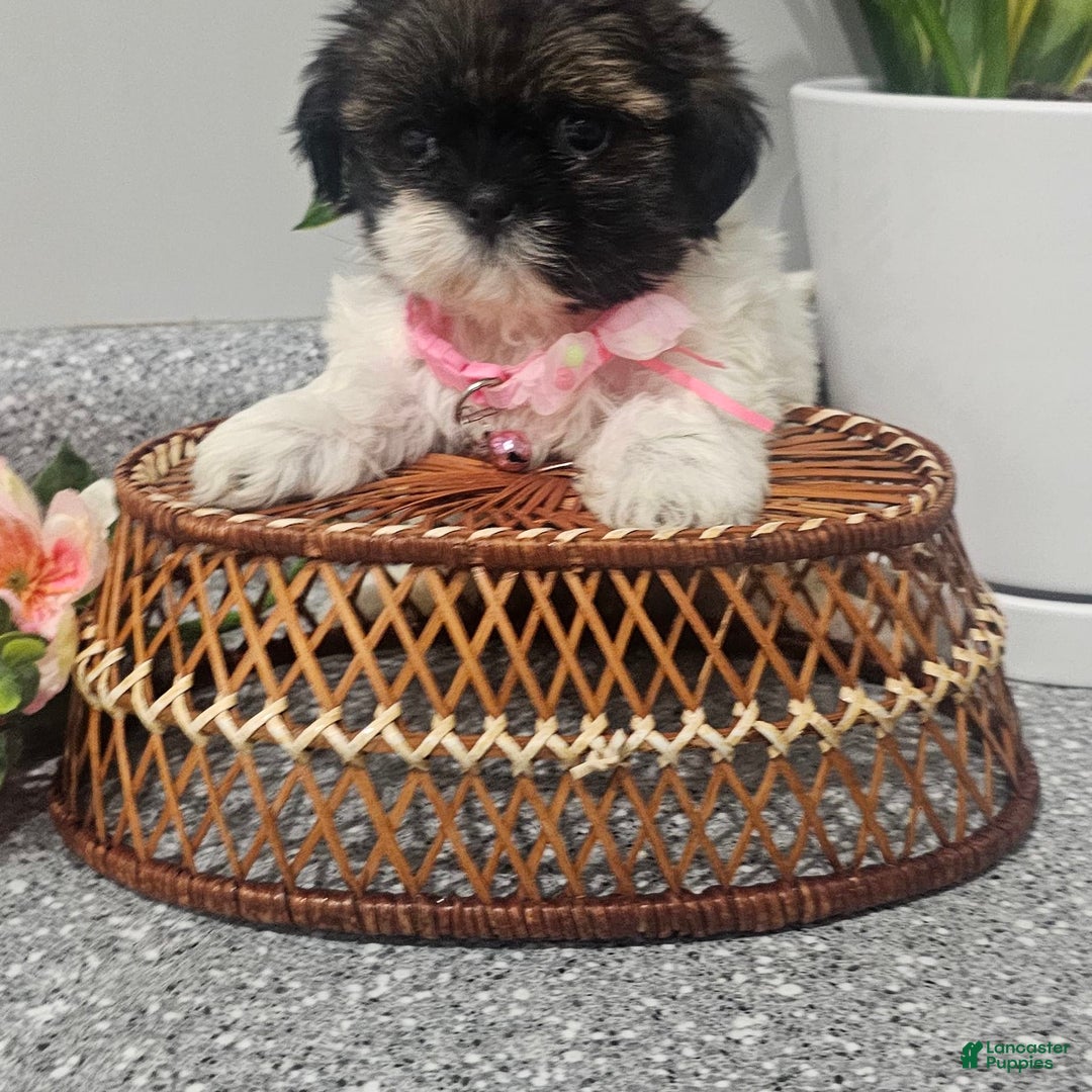 Shih Tzu dogs for sale: Tiny Tiff ❤️ - Image 21