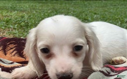 Miniature Dachshund dogs for sale: Marshmallow - Image 6