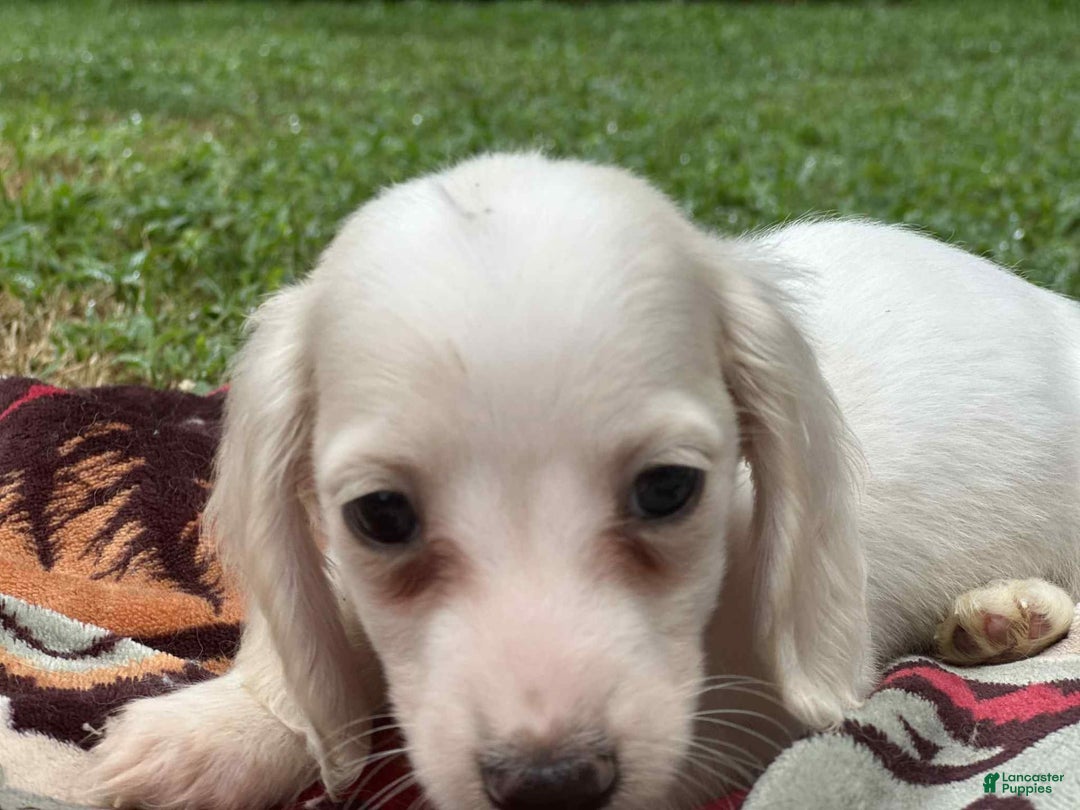 Miniature Dachshund dogs for sale: Marshmallow - Image 6