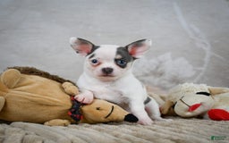 Chihuahua dogs for sale: Timon - Image 3