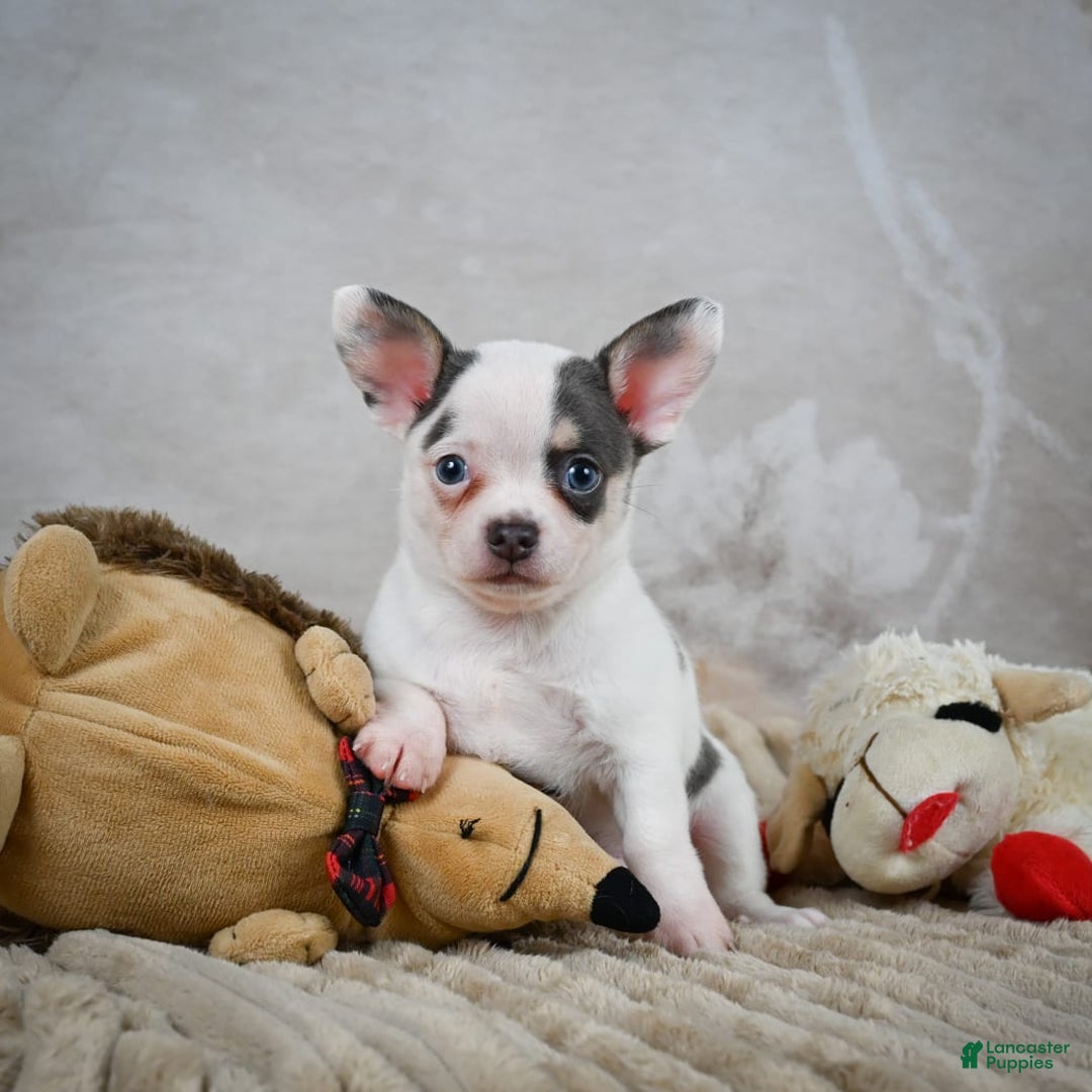 Chihuahua dogs for sale: Timon - Image 3