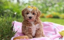 Havapoo dogs for sale: Remi - Image 10