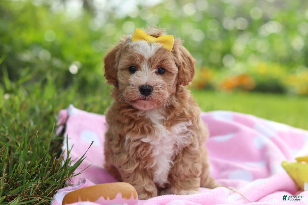 Havapoo dogs for sale: Remi - Image 10