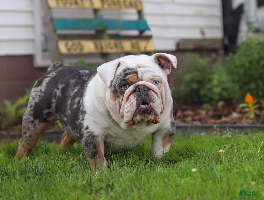 Beabull dogs for sale: Harley - Image 9