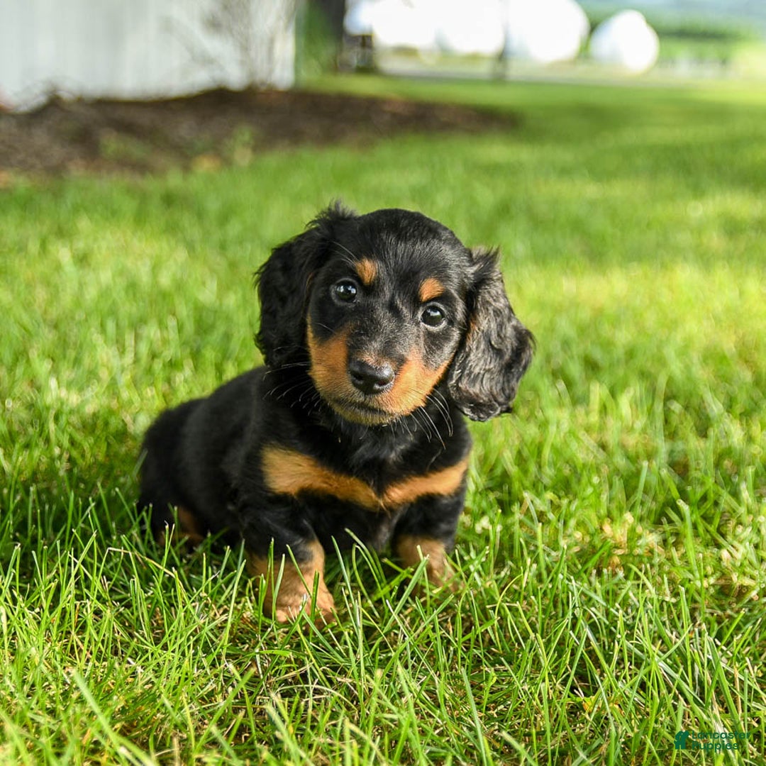 Miniature Dachshund dogs for sale: Coco - Image 4