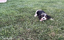 Cavalier King Charles Spaniel dogs for sale: Charlie - Image 5