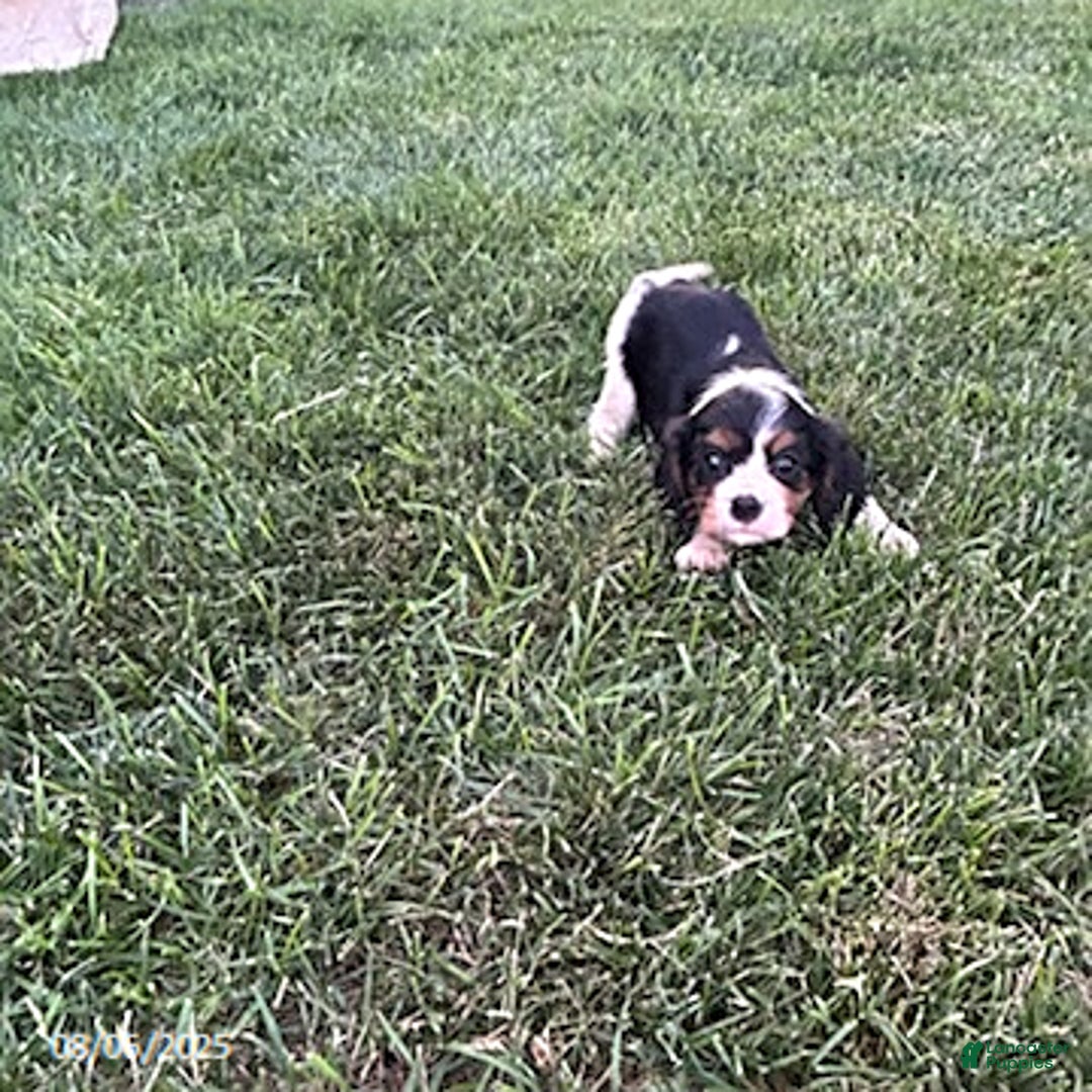 Cavalier King Charles Spaniel dogs for sale: Charlie - Image 5