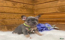 French Bulldog dogs for sale: Ryder - Image 2