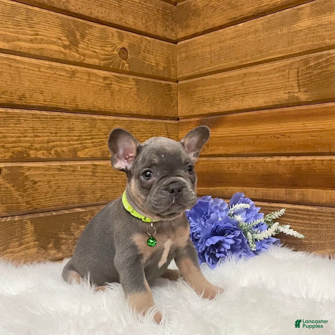 French Bulldog dogs for sale: Ryder - Image 2