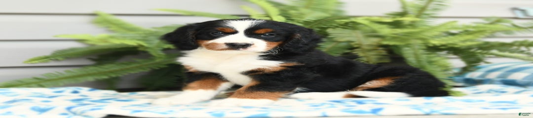 Nutmeg