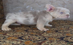 French Bulldog dogs for sale: Dong - Image 13