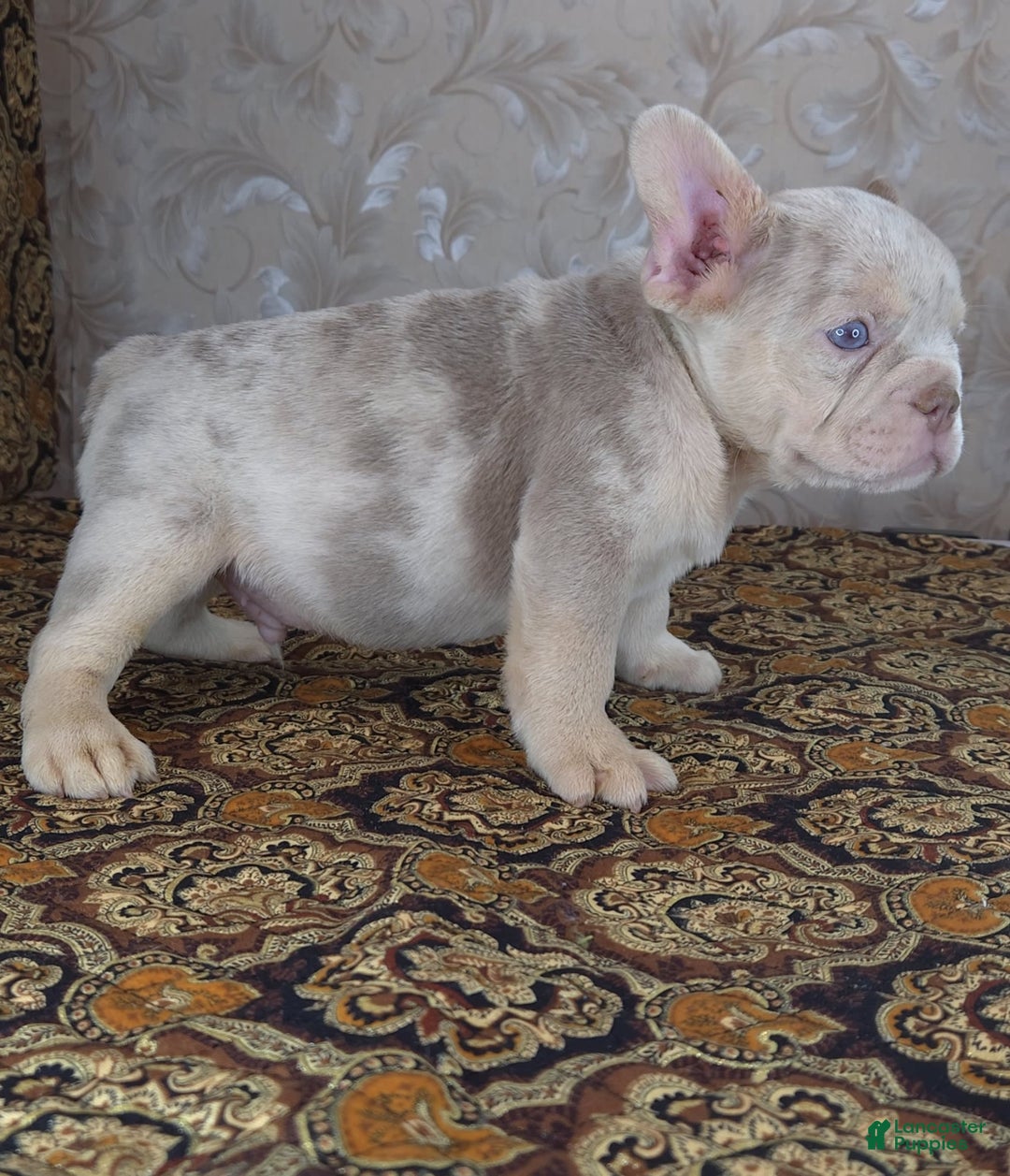 French Bulldog dogs for sale: Dong - Image 13