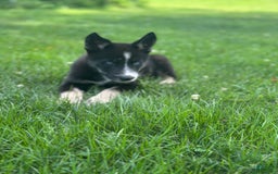 Gerberian Shepsky dogs for sale: Princess - Image 24
