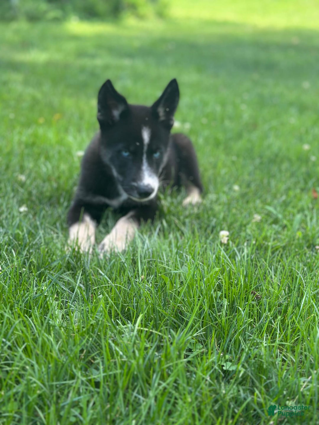 Gerberian Shepsky dogs for sale: Princess - Image 24