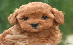 Toy Poodle dogs for sale: Natalie - Image 3