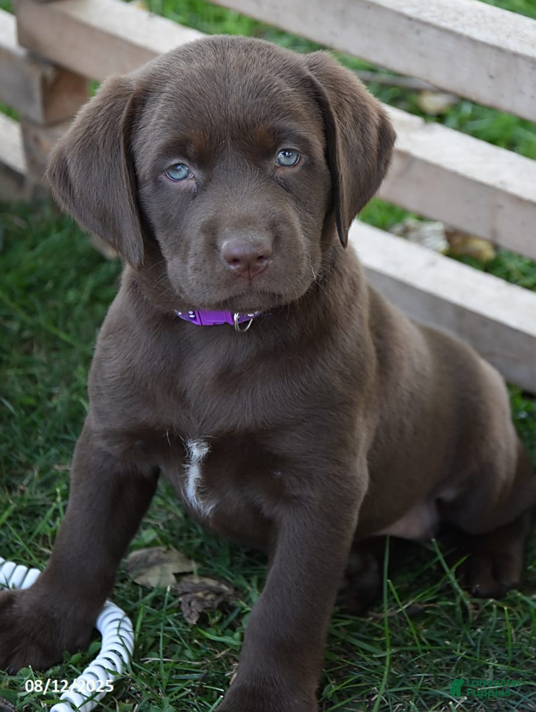 Labrador Retriever dogs for sale: Cindy - Image 3
