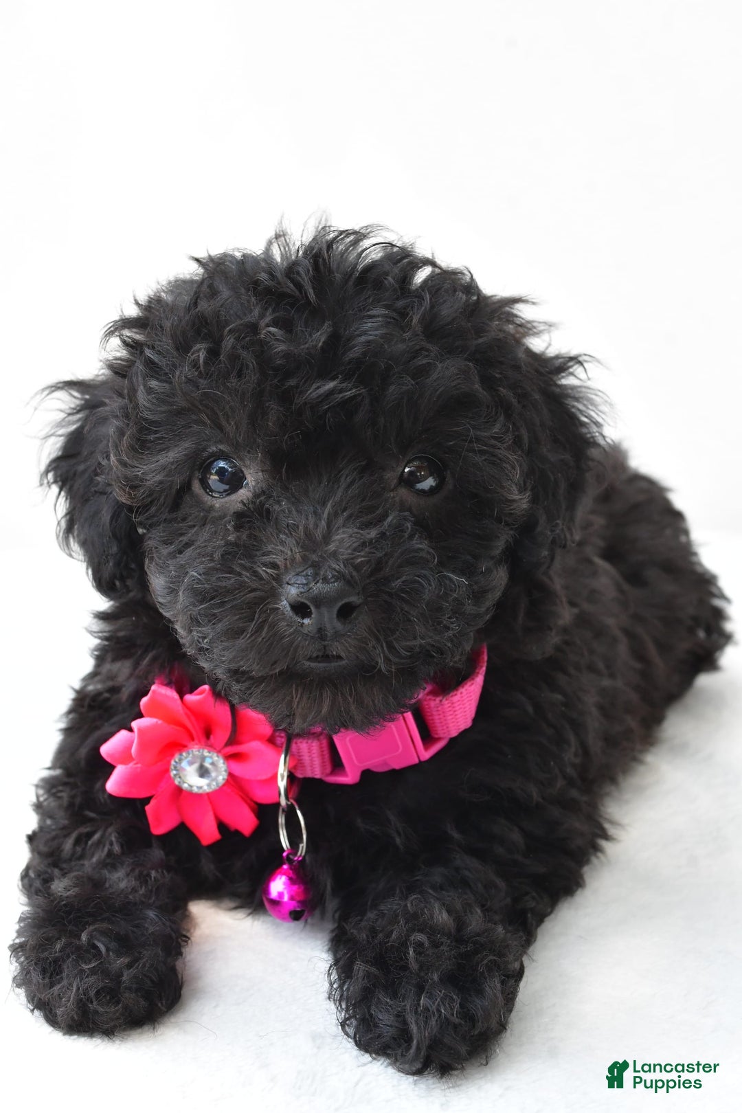 Miniature Poodle dogs for sale: Maggie - Image 4