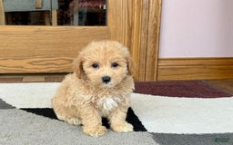 Maltipoo dogs for sale: Wyman - Image 6