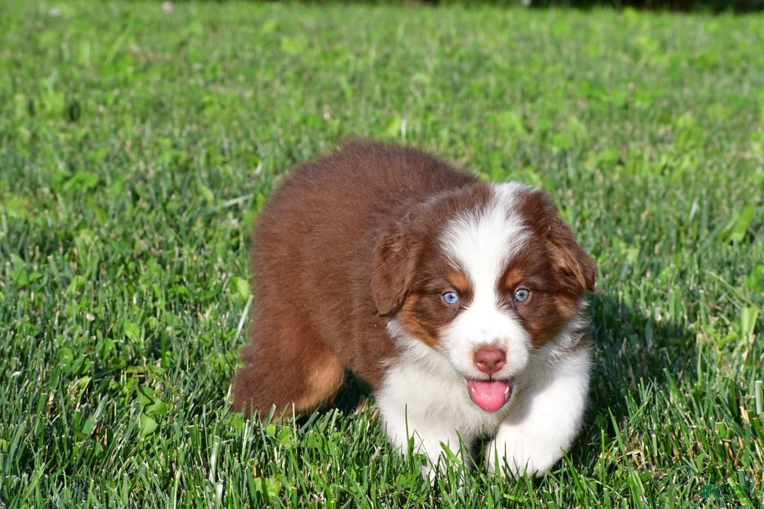 Australian Shepherd dogs for sale: Polly - Image 11
