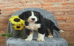 Greater Swiss Mountain Dog dogs for sale: Royce - Image 1