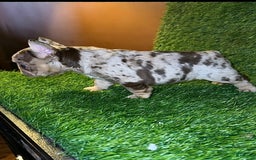 French Bulldog dogs for sale: Scarlet - Image 5