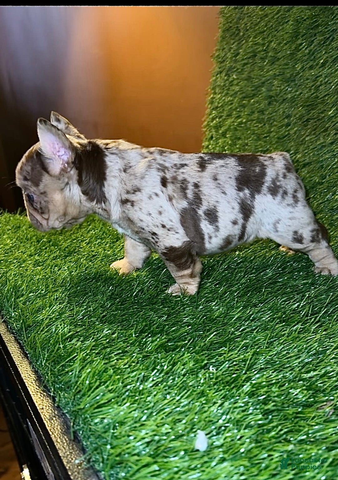 French Bulldog dogs for sale: Scarlet - Image 5