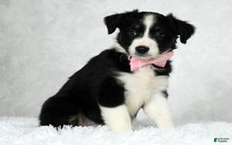 Miniature Australian Shepherd dogs for sale: Ellie - Image 5